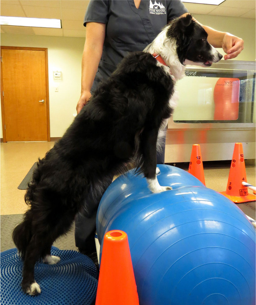 Canine Rehabilitation Center in North Tonawanda, NY | Pine Woods Animal  Hospital PC